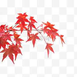 枫树涂树图片_红叶秋色枫叶