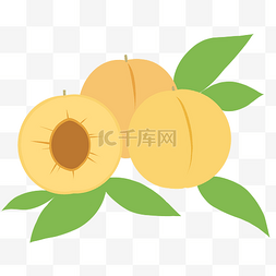 杏子水果图片_夏季水果杏子插图