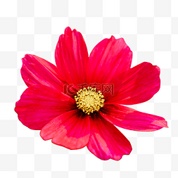 花图片_春天植物花朵盛开红色花朵