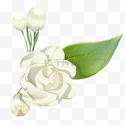 白色花朵手绘图片_白色手绘仿真茉莉花