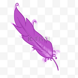 紫色的毛发图片_精美的紫色动物羽毛