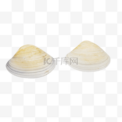 白色花蛤贝壳
