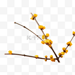 树枝黄色腊梅