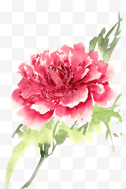 手绘水彩红色花图片_水彩花卉鲜艳的牡丹花