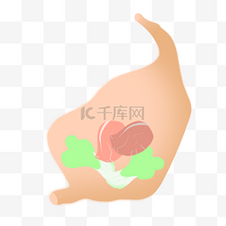 人体的胃图片_人体器官胃部 