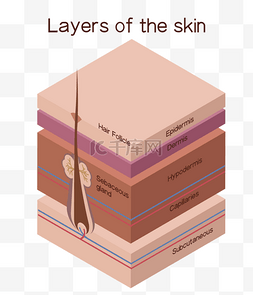 皮肤屏障损伤图片_立体皮肤结构分层