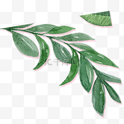 茶叶设计素材图片_绿色枝叶植物设计