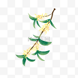 桂花花卉图片_手绘折断的桂花树枝