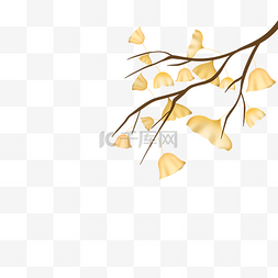秋天黄色银杏树