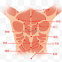 经络图片_人体后背穴位