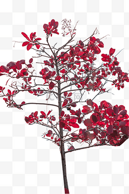 秋季自然风景红叶树