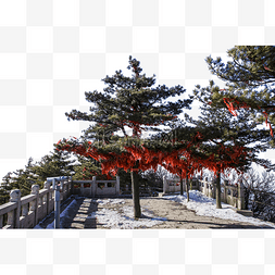 松树枝叶图片_大松树上挂满了红色的许愿带