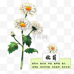 花类中草药杭菊菊花清热