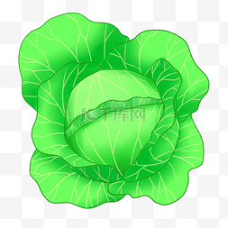绿色的白菜插画