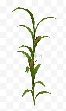 玉米渣玉米图片_农作物玉米