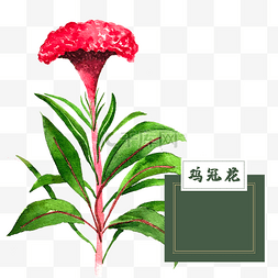 鸡冠花图片_花类中草药水彩鸡冠花