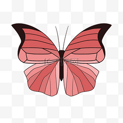 红色黑边蝴蝶插图