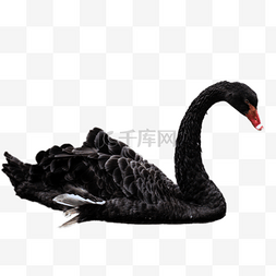 黑色的鹅图片_一只黑色的大鹅