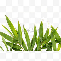 绿色竹叶树叶