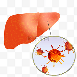 内脏神经系统图片_人体内脏肝脏肝炎