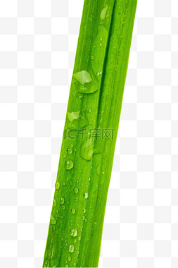 水珠的绿叶图片_谷雨叶径上的水珠
