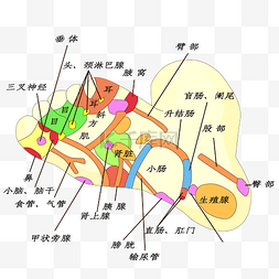 足底足部穴位图