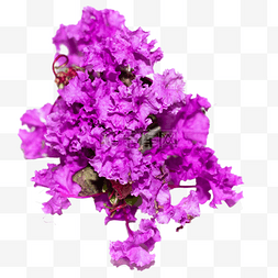 紫色鲜花紫薇