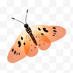 橙色蝴蝶 