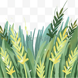 绿色稻谷图片_绿色小麦
