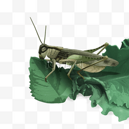 昆虫害虫图片_手续绿色节肢动物蝗虫