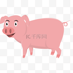 猪的图片_肥胖的可爱猪