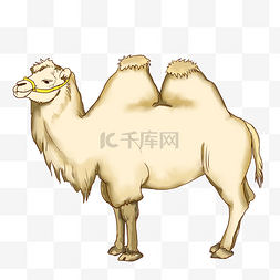 骆驼 手绘