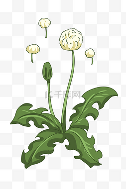 蒲公英植物卡通插画