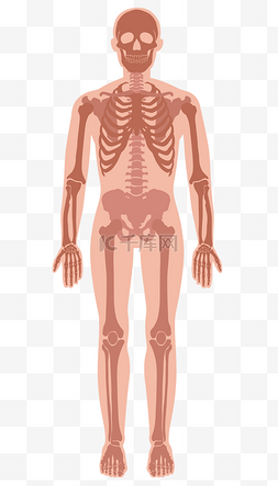 人体消化系统图图片_人体骨骼图