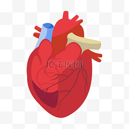 人体器官心脏图片_心脏人体器官插画