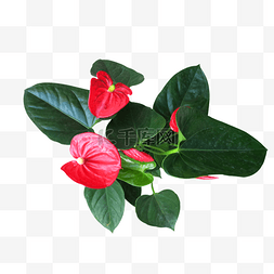 红色植物花朵绿叶图片_家居装饰植物一帆风顺盆栽