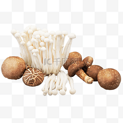 白玉菇香菇