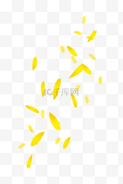 黄色菊花花瓣