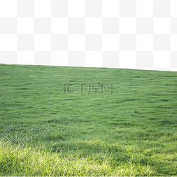 阳光下的绿色草地