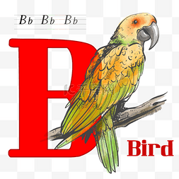 写实风格的鸟与字母b