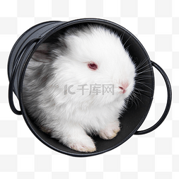 毛绒绒材质图片_可爱白色小兔子