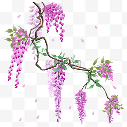 紫藤花花枝