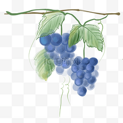 紫的图片_水粉蓝色的葡萄