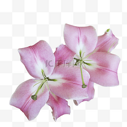 紫色玫图片_百合花花卉