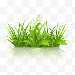 绿色草坪植被图片_绿色草地花草