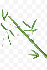 绿竹竹子