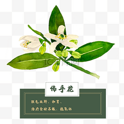 佛手炖野菌图片_佛手花花类中草药材水彩花卉植物