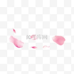 漂浮粉色花瓣图片_漂浮粉色花瓣