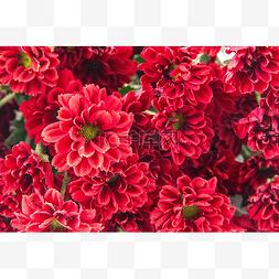 38花卉图片_38女神节红色雏菊