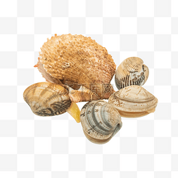 贝壳珍珠线性图片_美味海鲜蛤蜊